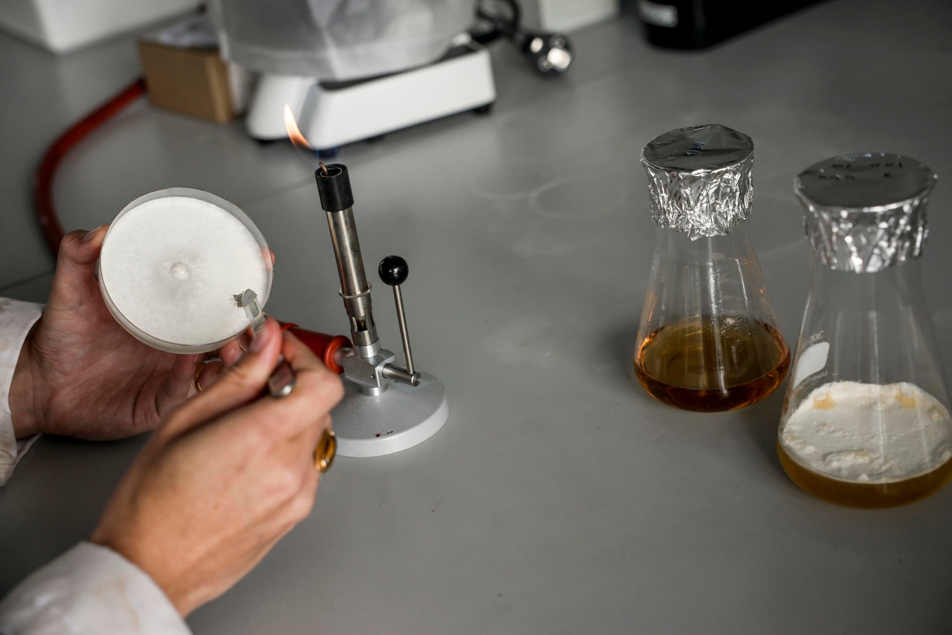BRUSELAS, 11/06/2025.- La investigadora de la Universidad Flamenca de Bruselas, Anouk Verstuyft, trabaja con muestras de champiñones en el laboratorio El misterioso reino fungi está de moda, un campo en desarrollo es el de los biomateriales, porque los hongos también intentan hacerse hueco en la fabricación de muebles, ropa vegana y como sustitutos del poliestireno expandido, ese corcho blanco de los paquetes frágiles que no se recicla y precisa 500 años para degradarse. EFE/ Pablo Garrigós